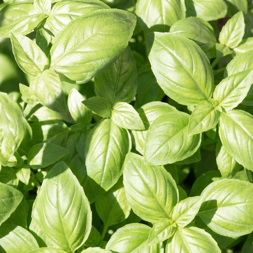 Holy Basil